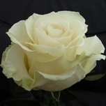 Mondial Rose d'Equateur Ethiflora